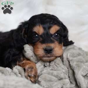 Rufus, Cavapoo Puppy